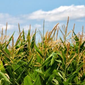 EU set to reduce imports of key food commodities from Ukraine amid trade scheme changes