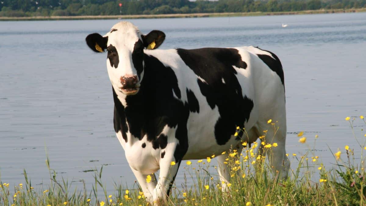 Denmark to Charge Farmers €100 Per Cow Annually in New Emissions Tax